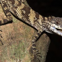 Calotes liolepis Boulenger, 1885